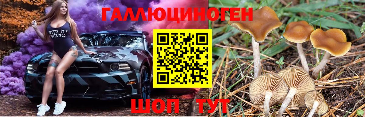 Псилоцибиновые грибы Psilocybe Дмитров