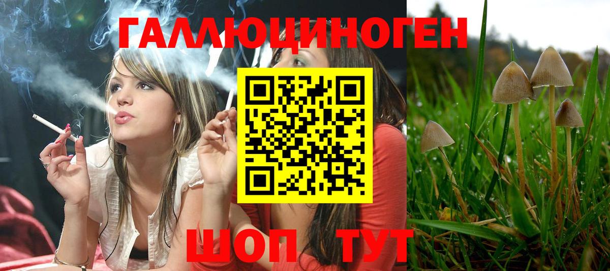 Дмитров  Галлюциногенные грибы Psilocybine cubensis  Вход с VPN 